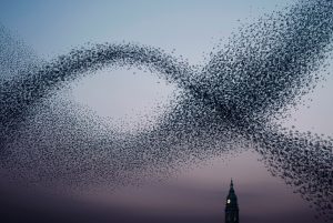 alaindelorme_murmuration01