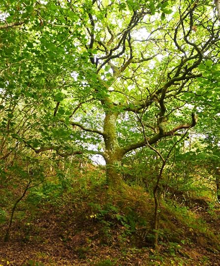 The Cloutie Tree in Autumn