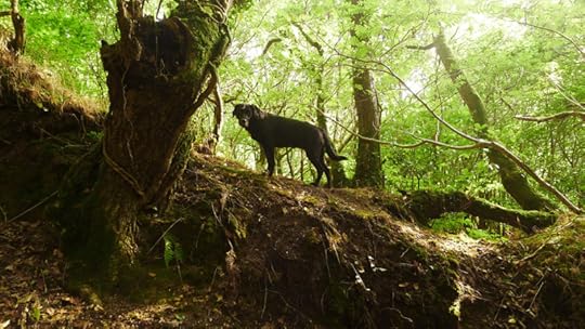 Betwixt and between wood and hill