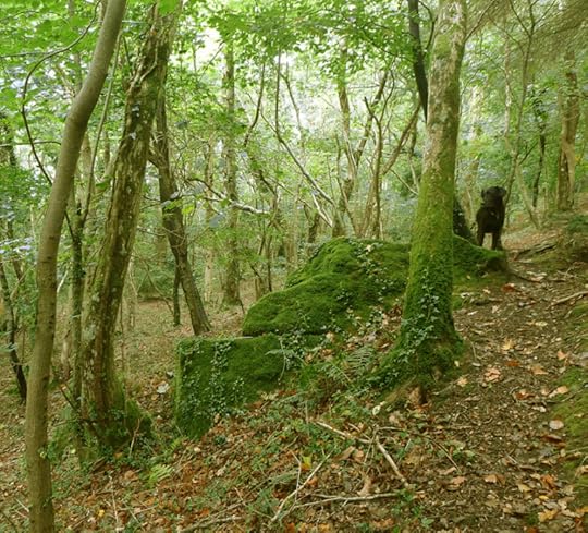Tilly at our morning coffee place