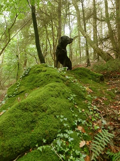Ivy, moss, and stone