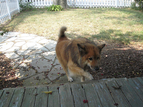 abby going up the porch