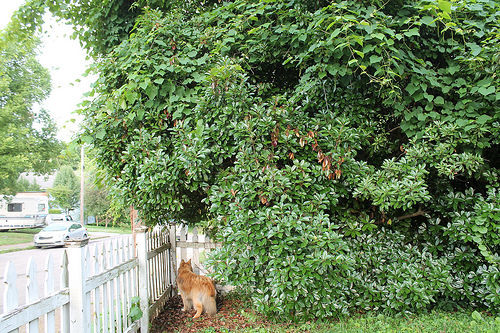 cleared a bit of the jungle