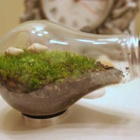 lightbulbterrarium