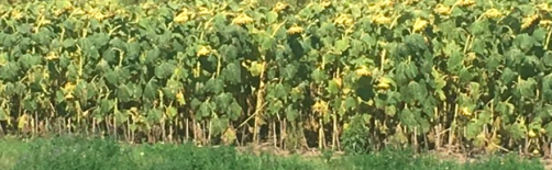 sunflowers