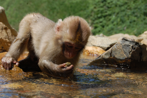 Shigakogen_Yudanaka-Yaenkoen_2010_0824_Young_Monkey_Picks_up_rock_to_examine
