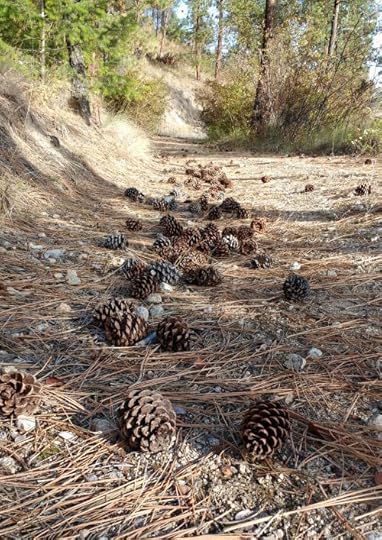 pinecones