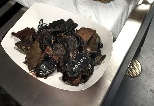 Nearly 1 lb (0.5 kg) of leather was found in Mocha’s stomach! (credit MSPCA-Angell)