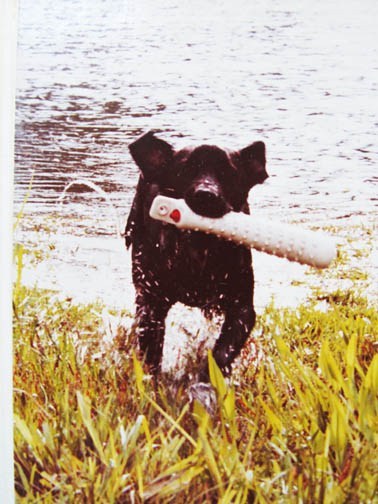 tess-as-pup-w-bumperx