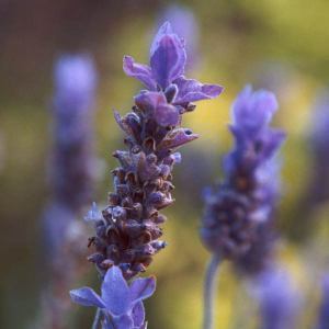 lavender 3