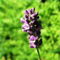 make-lavender