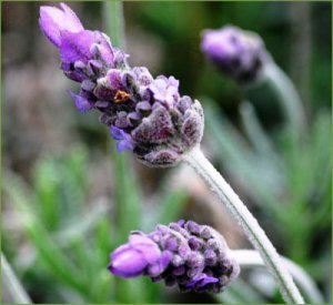 Lavender-french