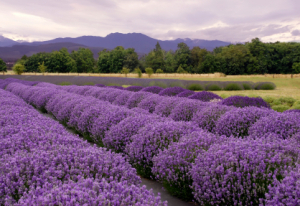fields of lavender