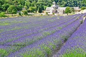 lavender at provence