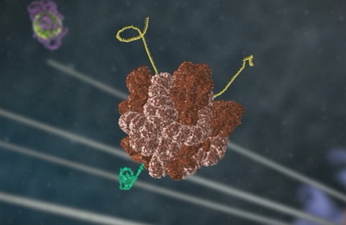 ribosome with a protein emerging.jpeg