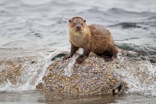 Otter photograph by Mark Hamblin