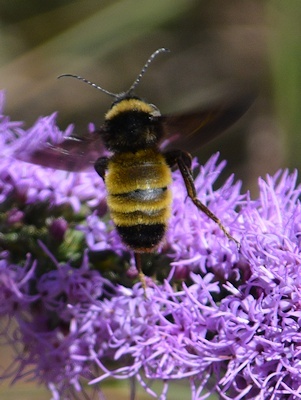 Bumblebee-on-liatris-9-29-16-3078