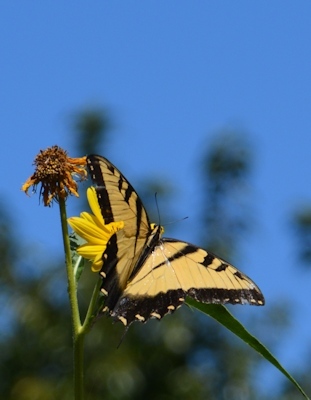 Tiger-Swallowtail-Max-Sunflower-9-29-16