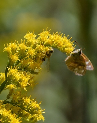 Am-Snout-on-Goldenrod-9-29-16