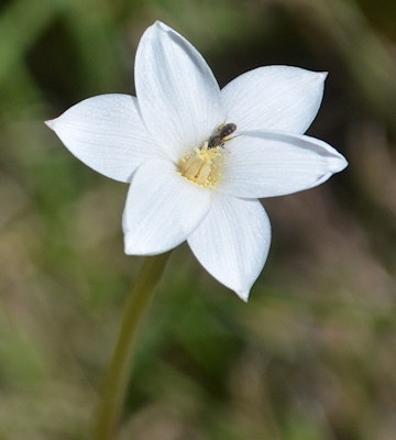 Rain-lily-insect-9-29-16-3096