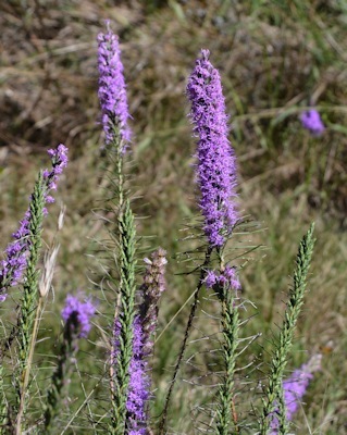 Liatris-9-29-16
