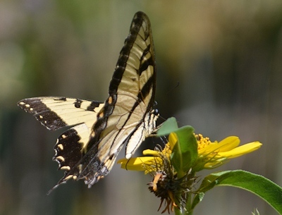 Tiger-Swallowtail-Max-Sunflower-3084