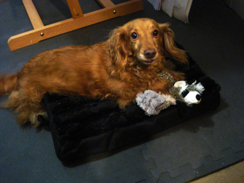 rnwnewbedtoy
