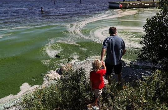 algae