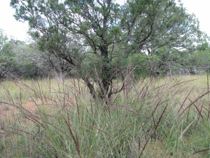 seeds-1-300x225