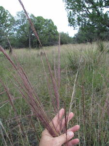 seeds-3-225x300