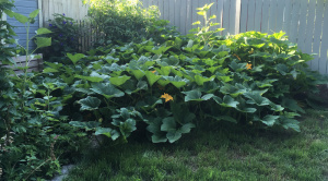 AugustPumpkins1