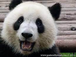 happypanda2