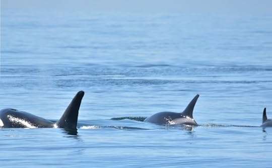 Humpbacks v. Bigg's killer whales v. Steller sea lion! Humpback