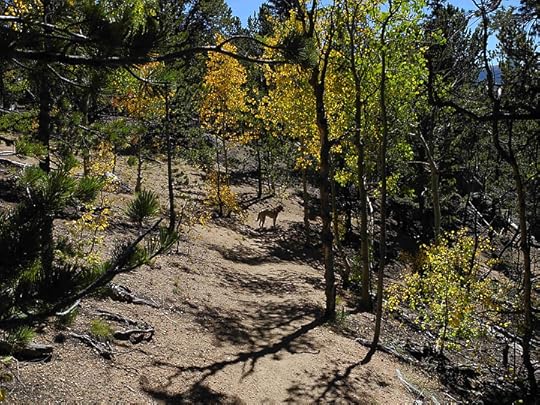 Raspberry Mountain trail