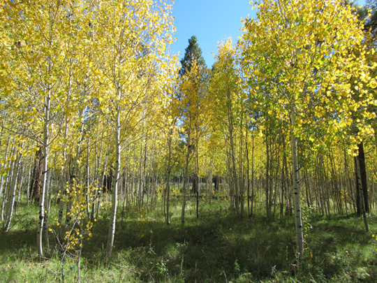 aspens