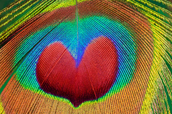 small-peacock-heart