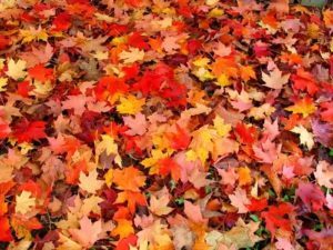 fall_leaves