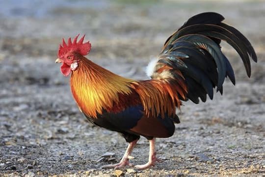 crazy rooster: 