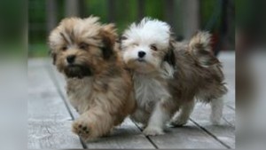havanese7