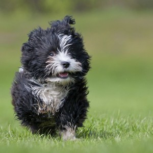 running-havanese-puppy-suprised-looking