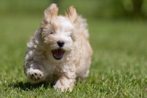 smiling-puppy-of-10-weeks