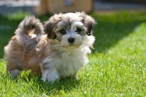 havanese-puppy-first-steps-05
