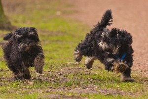 2-running-puppys-of-16-weeks