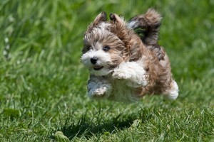 flying-havanese-puppy