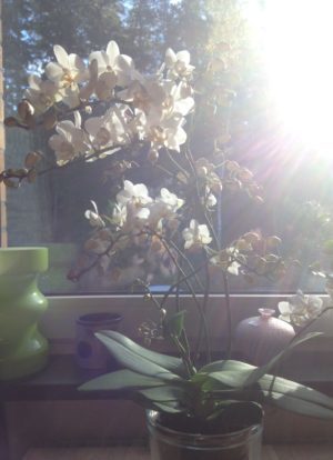 Jag köpte en orkidé, den var dyr och jag tvekade länge, men jösses vilket bra köp, är alldeles lycklig.