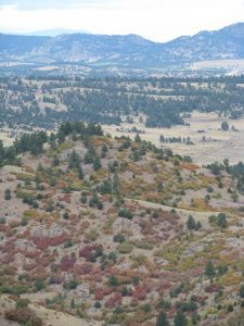 fall foliage: scrub oak