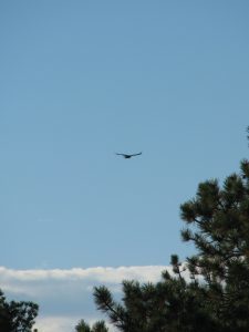 golden eagle soaring