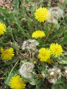 Dandelion arrangement