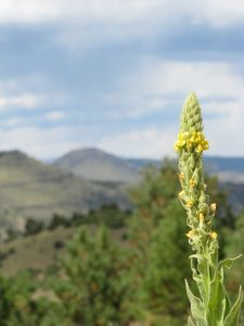img_3625