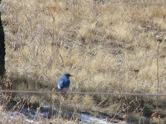 mountain bluebird